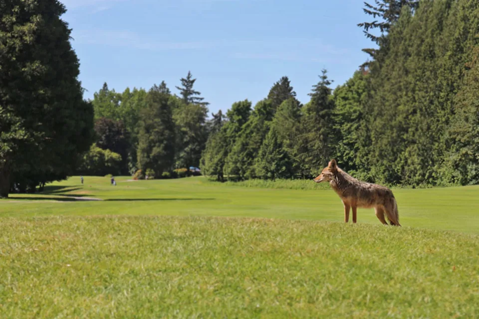A coyote beside a tree-lined fairway at Fraserview